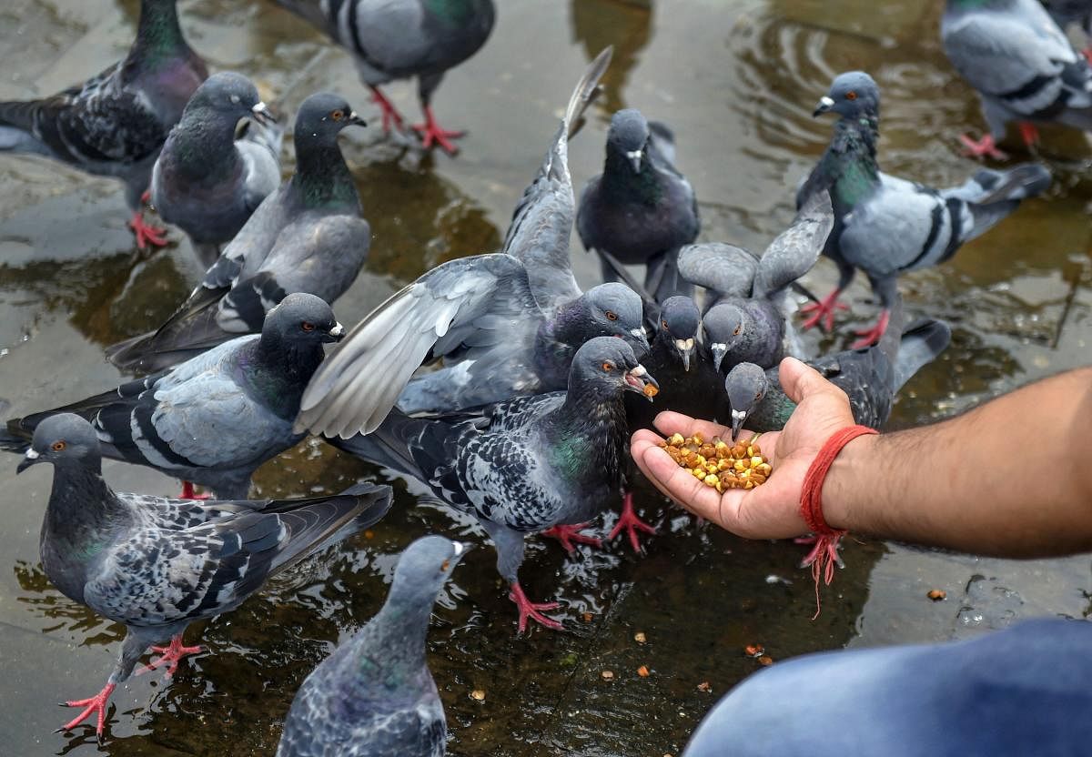 A tourist feeds pigeons with chickpeas at Gateway of India, in Mumbai on Tuesday, July 17, 2018. (PTI Photo/Mitesh Bhuvad)