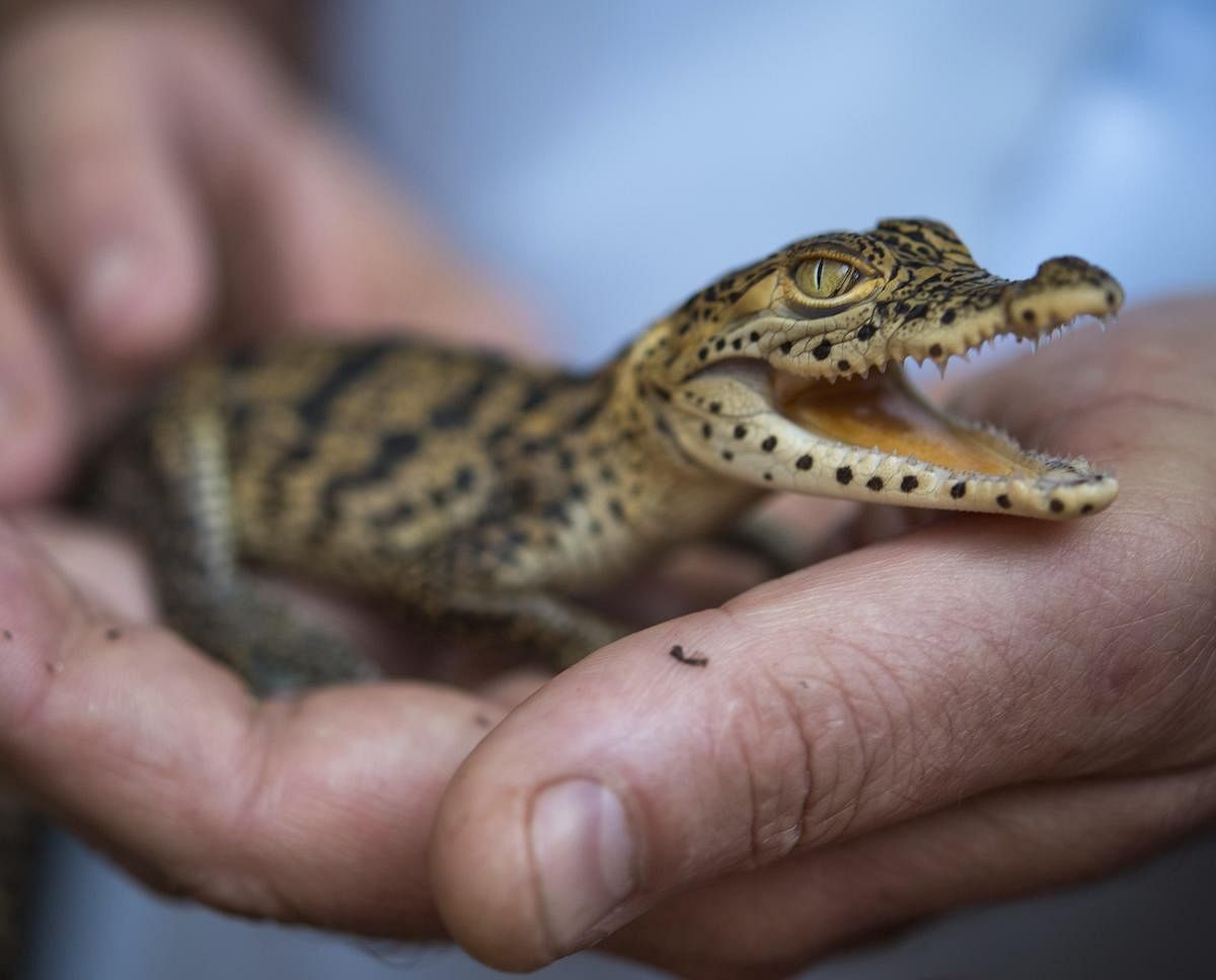 A woman holds a new born diamand crocodile in a zoo in Hoyerswerda, Germany. (AP/PTI Photo)