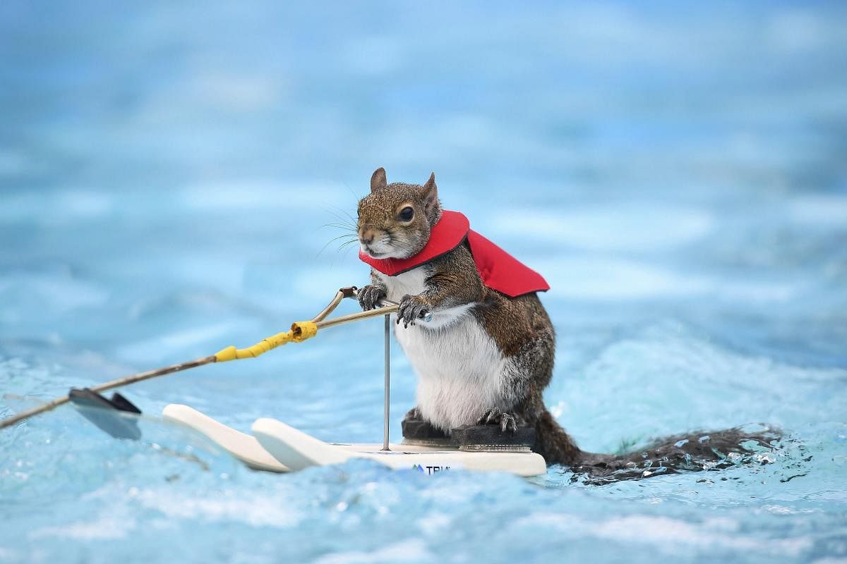 Twiggy, the water-skiing squirrel, performs outside U.S. Bank Stadium as part of X Fest in Minneapolis. (AP/PTI Photo)