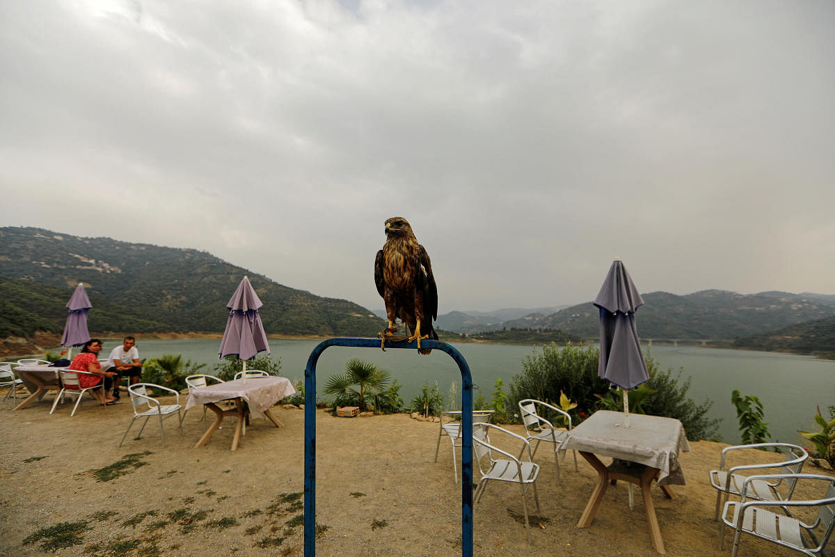 A falcon is pictured as tourists sit at the terrace of a restaurant at the top of the Taksabt water dam in Tizi Ouzou, Algeria. (Reuters Photo)