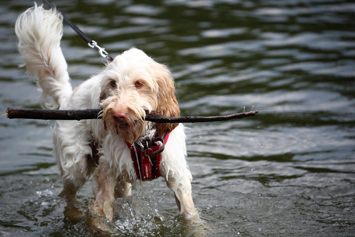 A dog retreives a stick, from the lake in St James'sPark, in central London. (Reuters Photo)