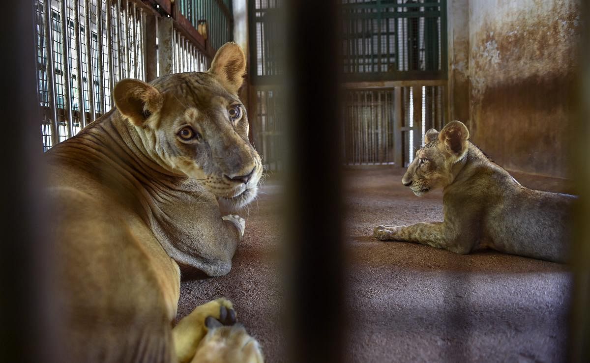 Newly-named female lion cub, Jaya (right), plays with her mother inside an enclosure at the 'Arignar Anna Zoological Park' at Vandalur, Chennai. (PTI Photo)