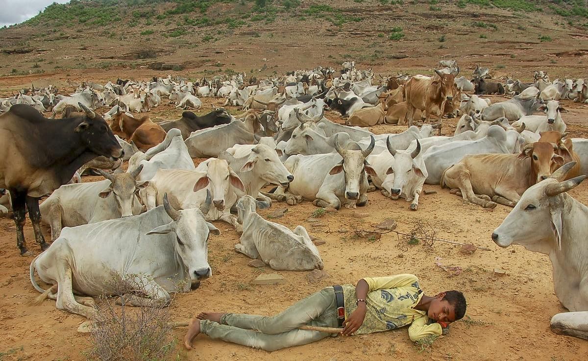 A cattle herder rests as cows graze on a field, near Vindhyanchal Mountain, in Mirzapur. (PTI Photo)
