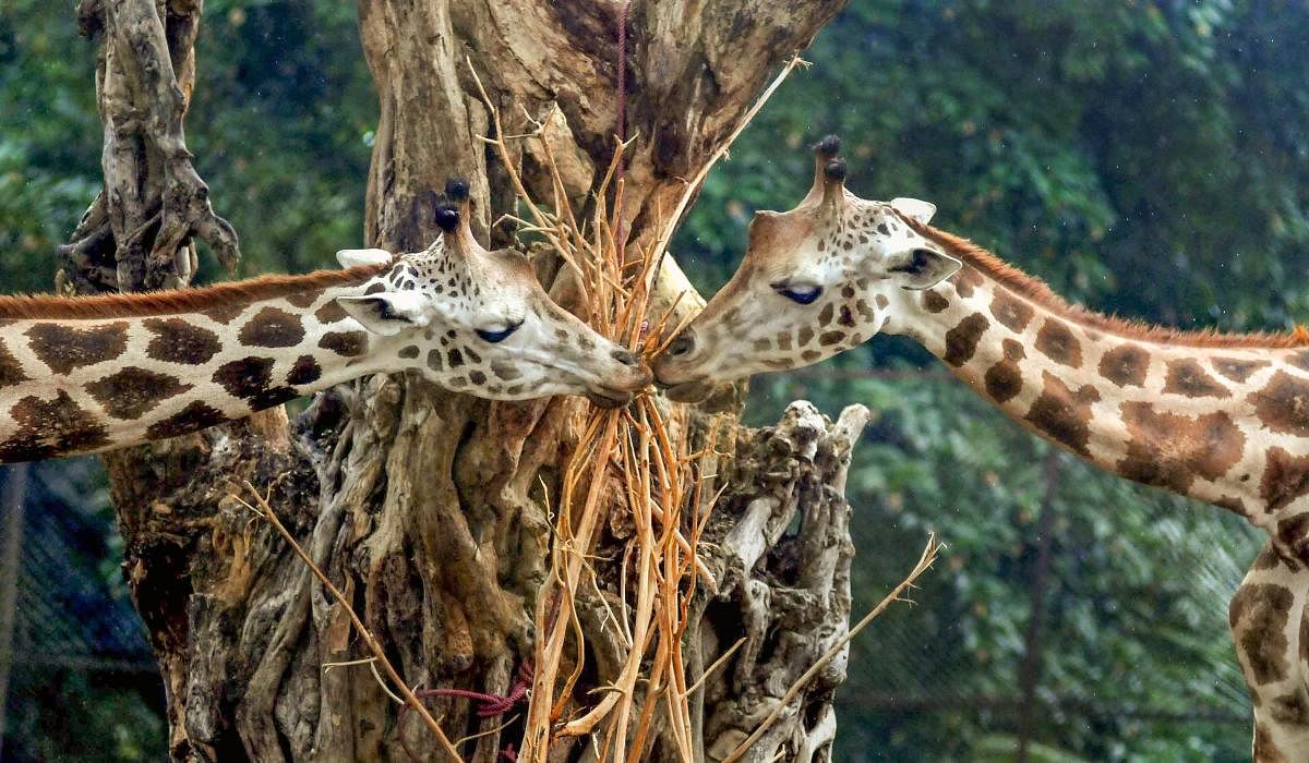 A pair of giraffe inside their enclosure at Alipore Zoological Garden, in Kolkata. (PTI Photo)