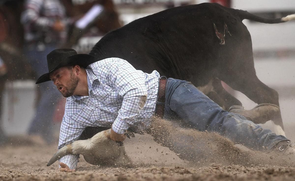 Brett Gumb, of Burwell, Neb., competes in steer wrestling during the Cheyenne Frontier Days Rodeo on Tuesday in Cheyenne, Wyoming. (AP/PTI Photo)