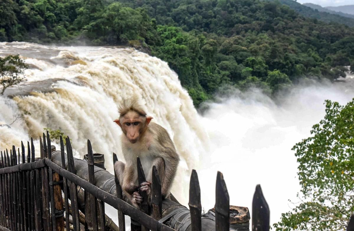 A monkey sits in the backdrop of a heavy gush of water following heavy monsoon rainfall, at at Athirappilly waterfall in Thrissur, on Monday, Aug 13, 2018. (PTI Photo)
