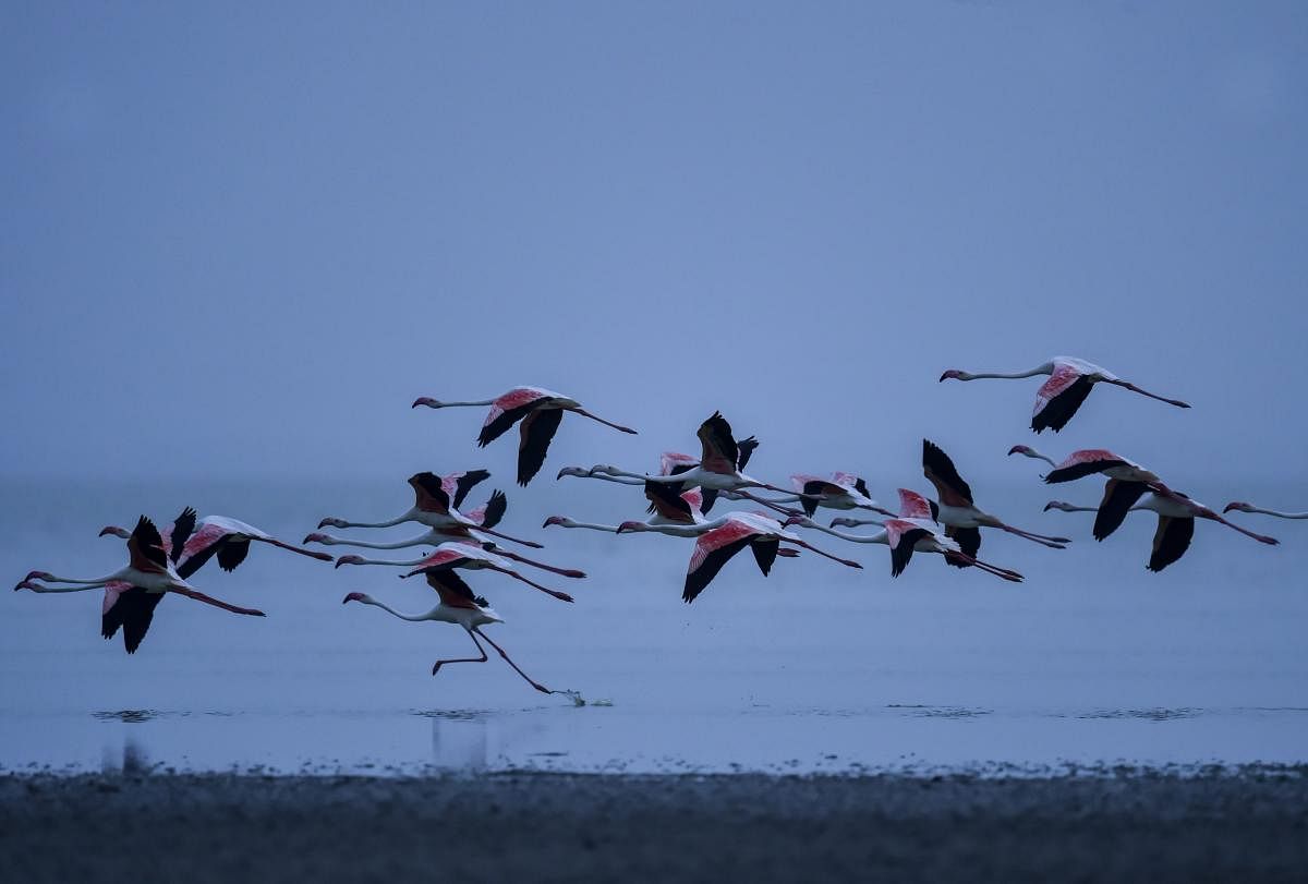 A flock Flamingos fly over the Sambhar Salt Lake about 75km from Jaipur, on Friday, Aug. 3, 2018. Every year in the month of July, thousands of flamingos arrive at Sambhar Salt Lake, India’s largest inland saline wetland. In the past few decades, the number of these birds has fallen drastically due to pollution caused by illegal salt-making units and over-extraction of subsurface brine around the lake. (PTI Photo)
