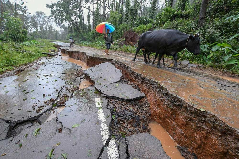Livestock and people walk past a damaged road caused due to heavy monsoon rainfall, in Kodagu on Sunday. PTI