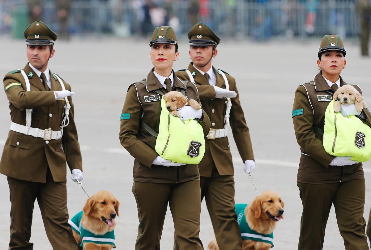 Chilean police officers march with golden retriever puppies, the newest members of the national police's canine training unit, during the annual military parade at the Bernardo O'Higgins park, in Santiago, Chile, September 19, 2018. Picture taken September 19, 2018. REUTERS/Rodrigo Garrido