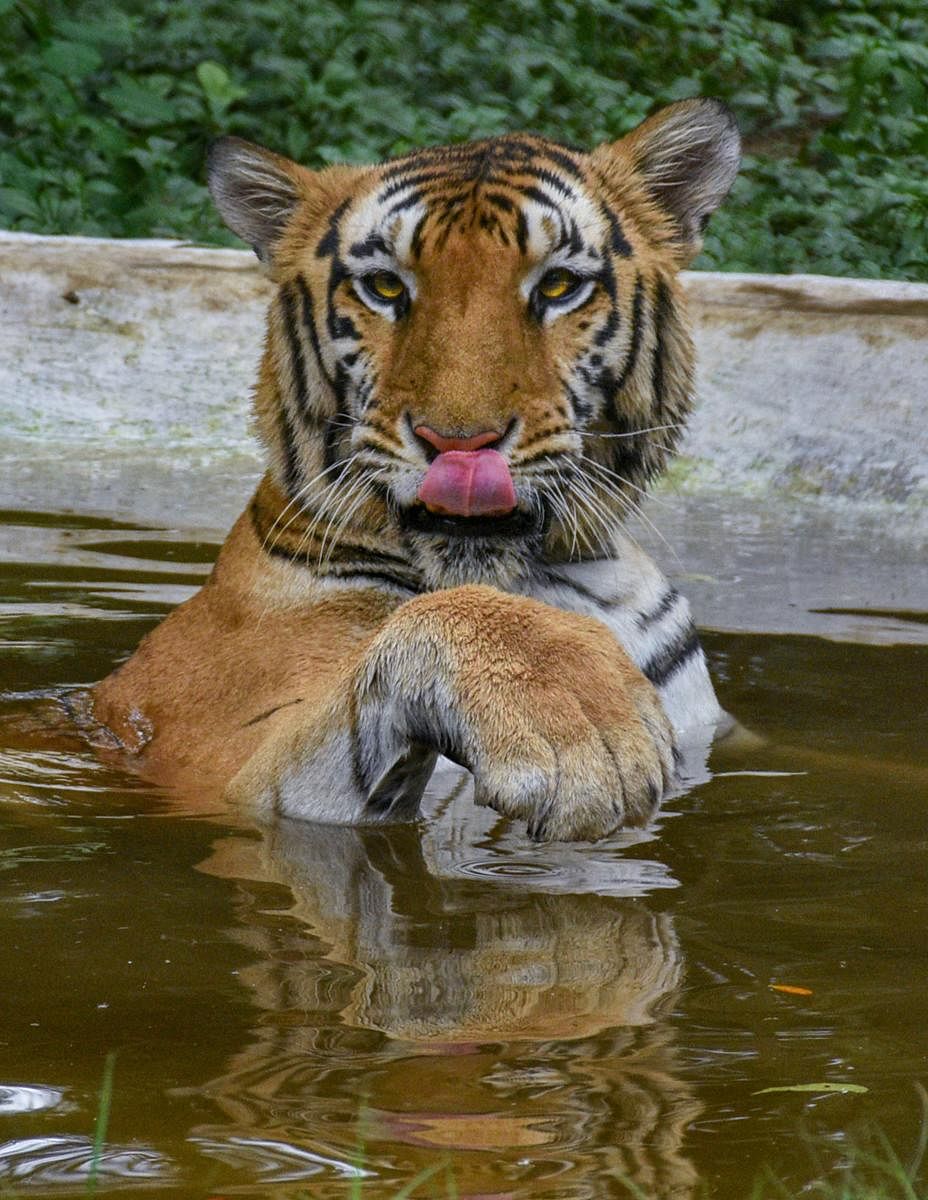 Surat: A tiger at a pond at Sarthana Zoo in Surat, Saturday, Sep 22, 2018. (PTI Photo/Ashok Munjani)