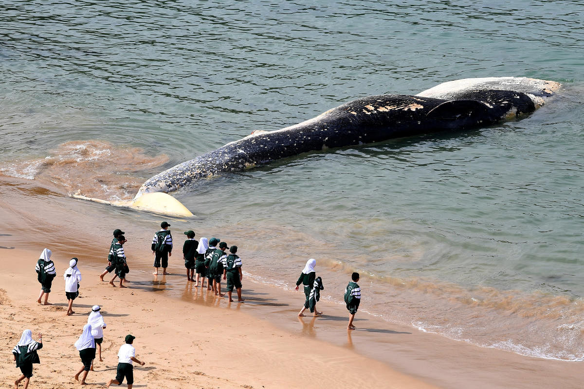 Visitors to the Royal National Park look at a large whale carcass that washed up on Wattamolla Beach, south of Sydney, Australia, September 24, 2018. AAP/Dean Lewins/via REUTERS