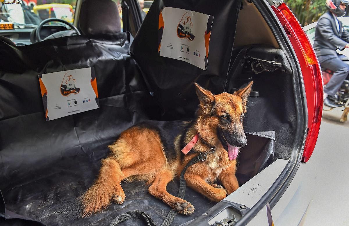 Bengaluru: A dog sits inside a 'Paw-cab', specially designated for the pets and animals, during a press conference in Bengaluru, Wednesday, Sept 26, 2018. (PTI Photo/Shailendra Bhojak)