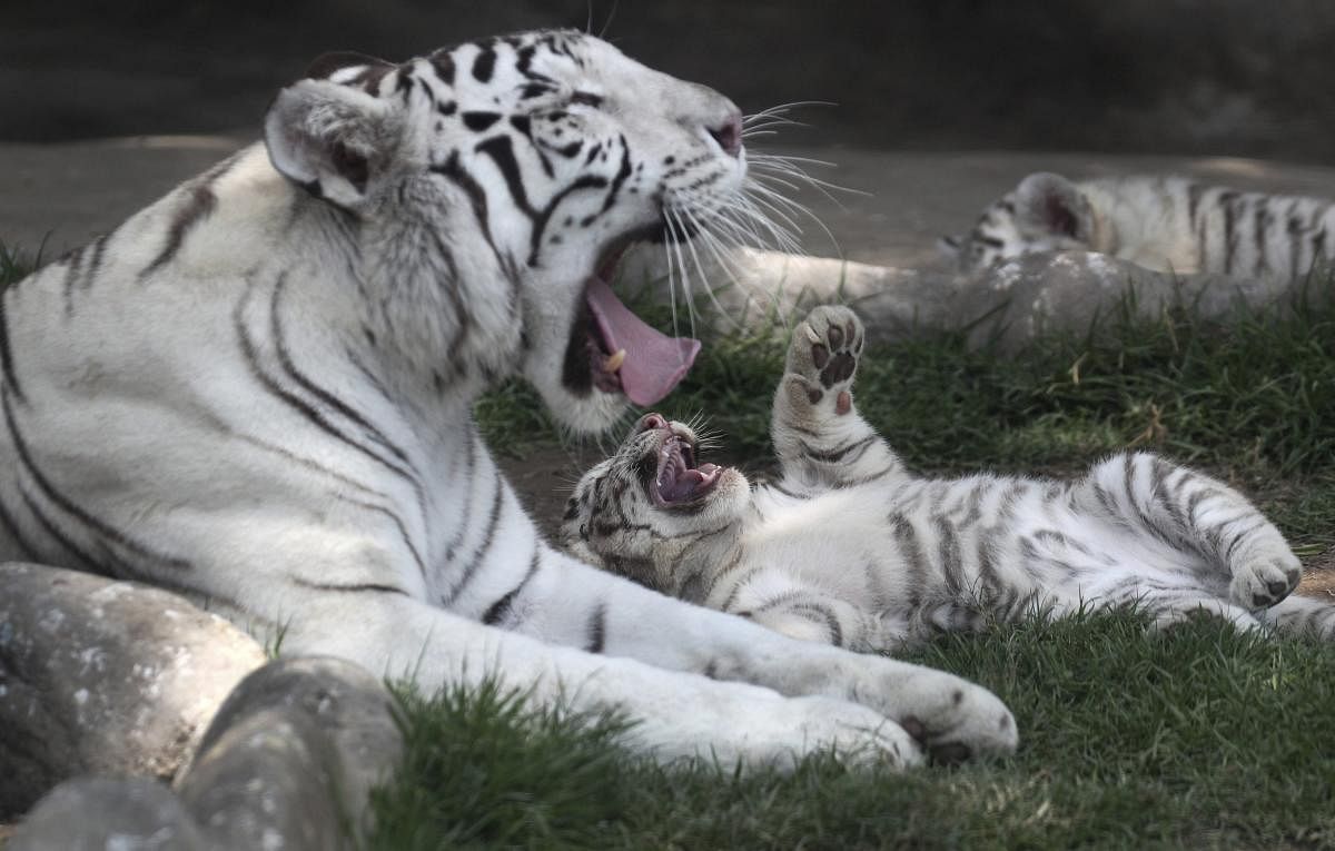 Clarita the Bengal tiger plays with one of her three cubs at the Huachipa Zoo, on the outskirts of Lima, Peru, Tuesday, Oct. 30, 2018. Clarita's three cubs are eight weeks old. The cubs will be named through a naming competition according to the zoo. AP/PTI