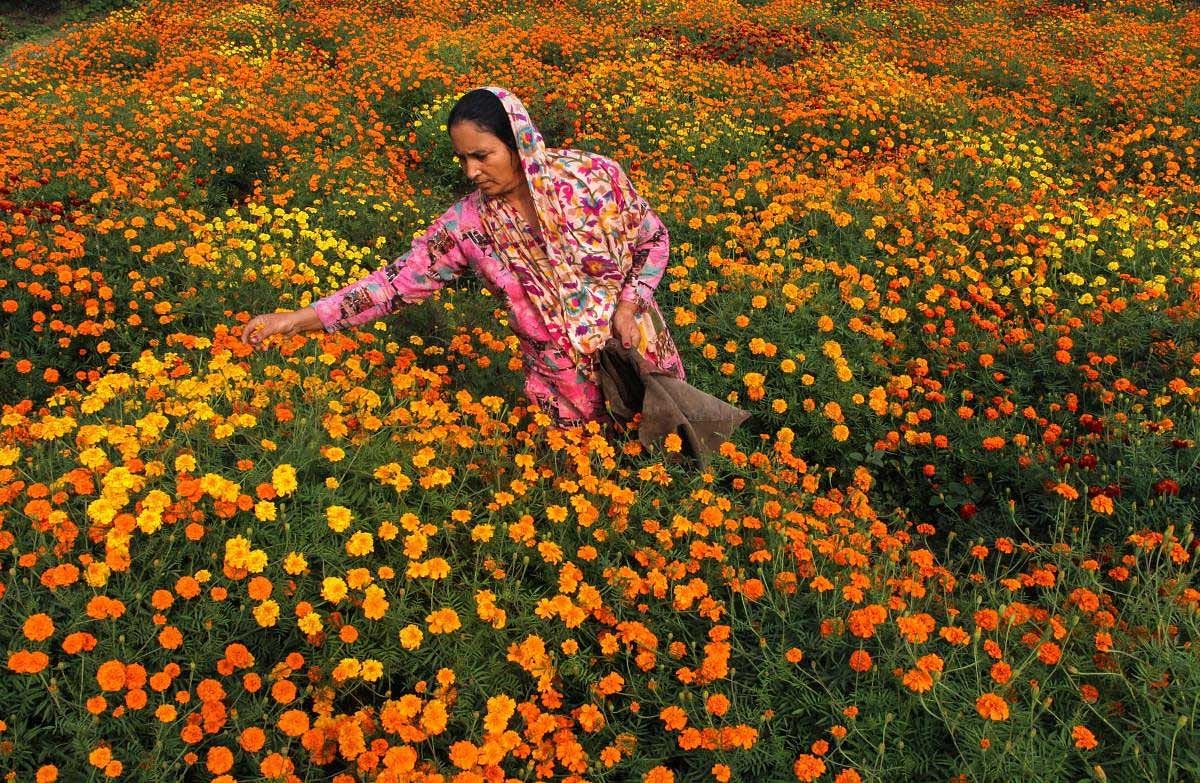 A woman plucks marigold flowers for the Diwali festival at Swankha Morh about 35km from Jammu, Sunday, Nov 4, 2018. (PTI Photo)