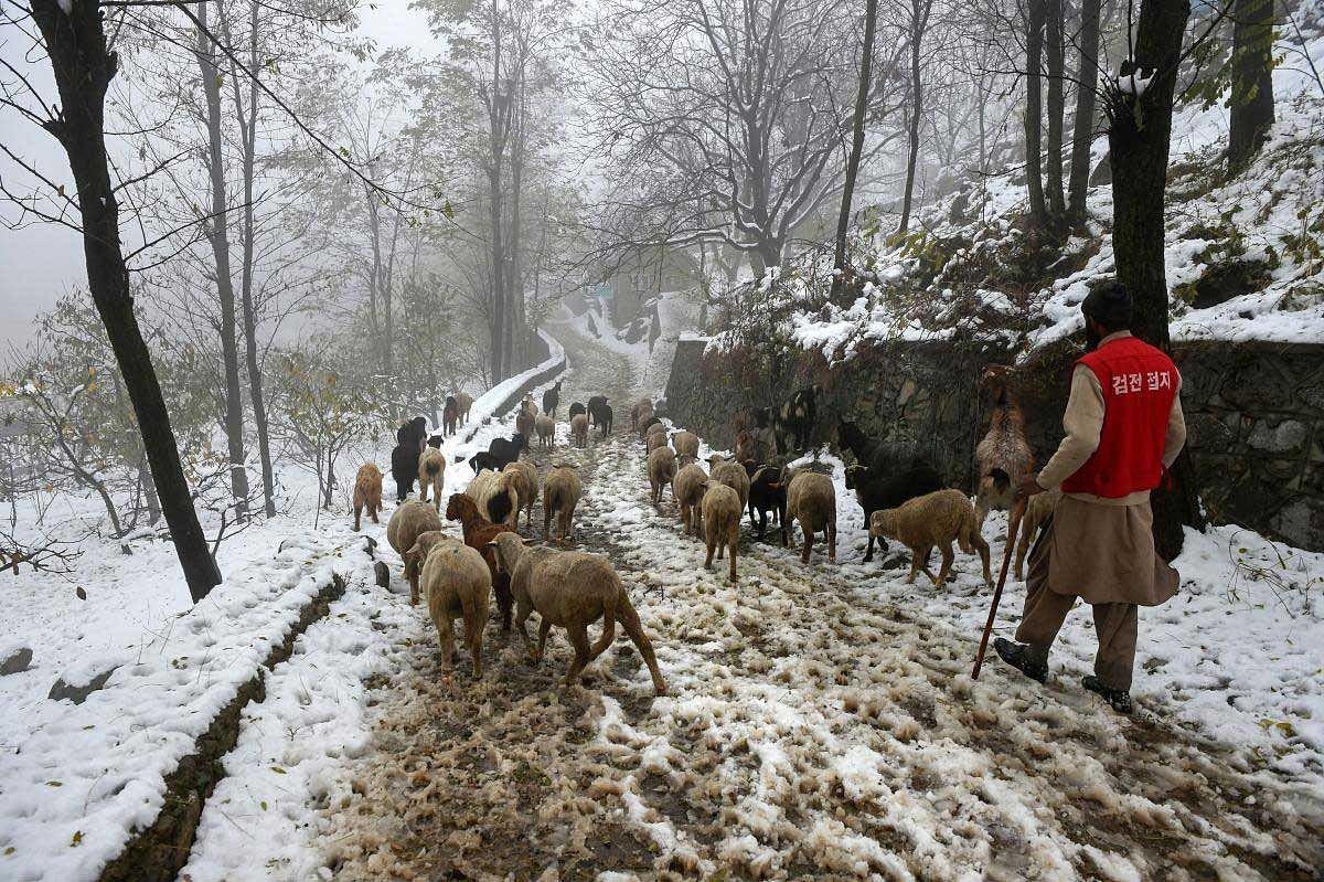 A man herds a flock of sheep through a snow coverd road in Srinagar, Sunday, November 4, 2018. Apple crop worth crores has been damaged in Kashmir due to early snowfall as large number of fruit-laden apple trees have either been uprooted or their stems have broken. (PTI Photo/S. Irfan)