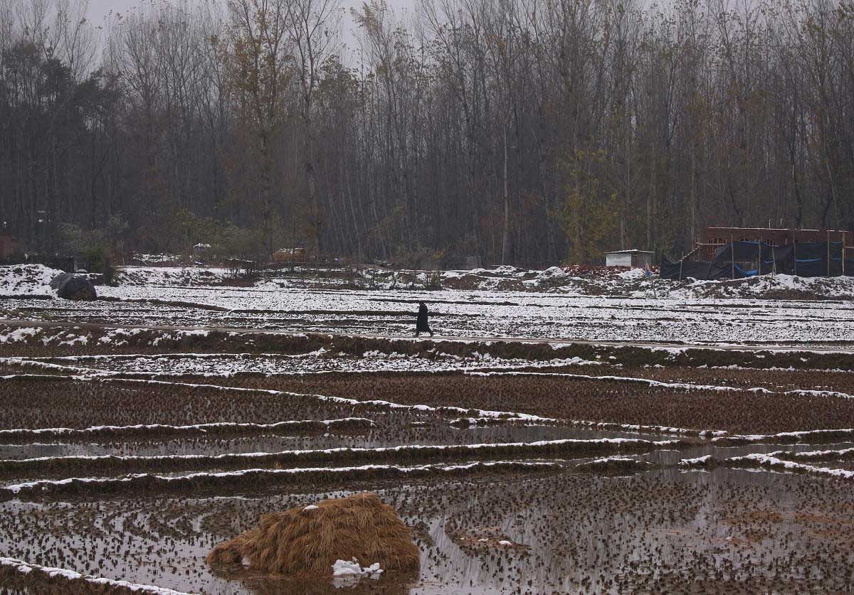 A man walks in a paddy field partially covered with snow on a cold day in Srinagar November 5, 2018. REUTERS