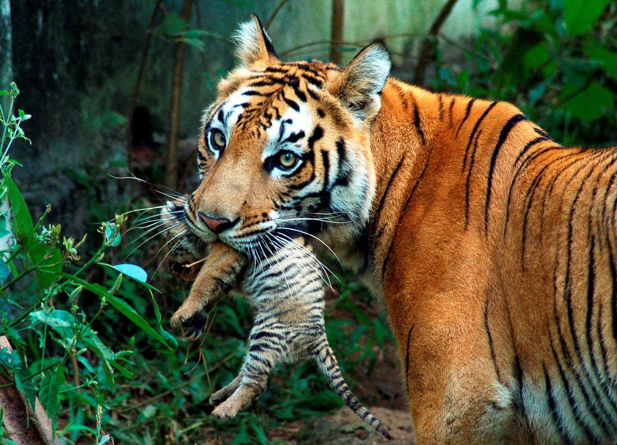 A tigress carries her cub at a zoological park in the northeastern city of Guwahati October 24, 2007. REUTERS