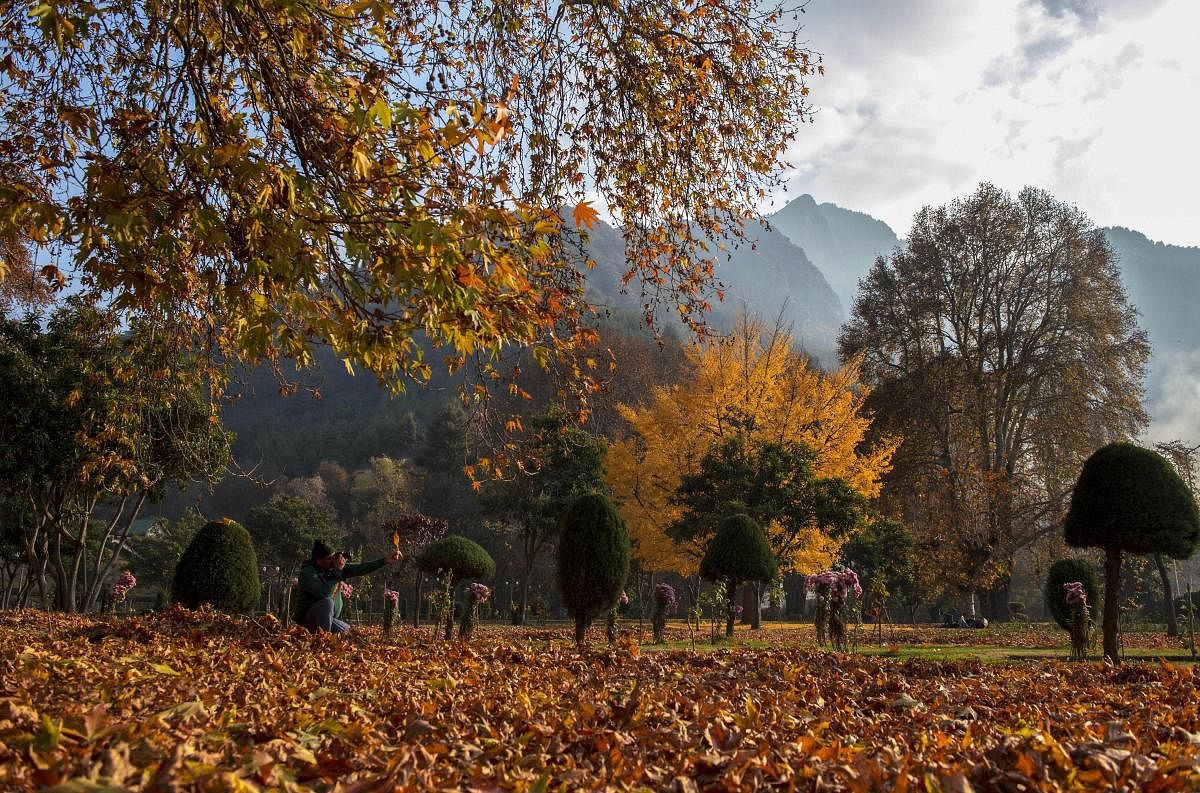 A photographer clicks a photo of dried Chinar leaves at a garden, in Srinagar, Friday. PTI photo