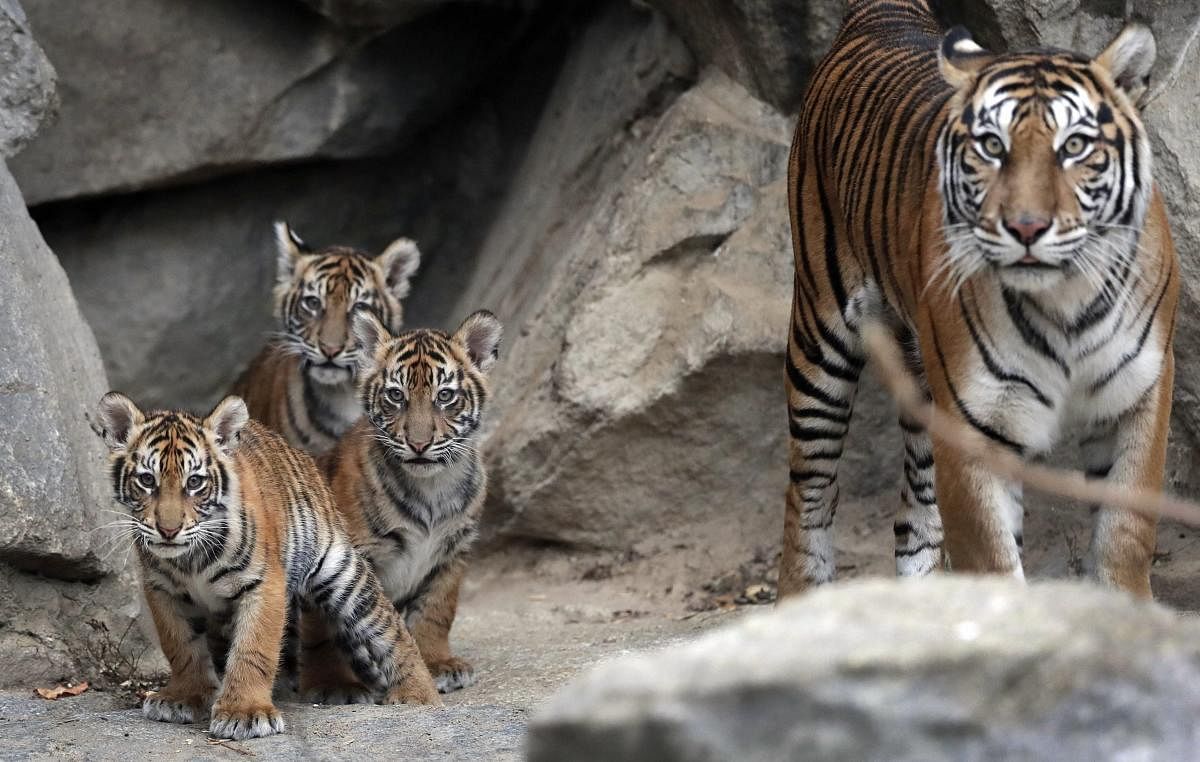 Four young Sumatran tiger are guided by their mother Mayang, right, as they explore their enclosure after spending the first weeks of their life in their litter cave at the zoo in Berlin, Germany. AP/PTI photo