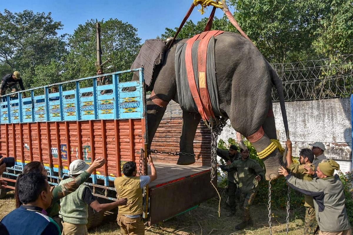 Haridwar: Forest department officials board an elephant on a truck after tranquilising it, in Haridwar, Friday, Nov 23, 2018. The elephant had allegedly killed three people in the last week. (PTI Photo)