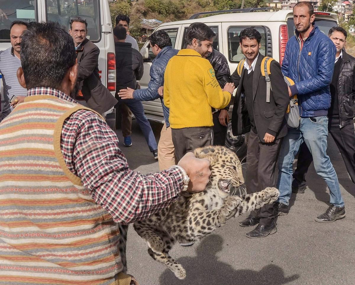 Shimla: Forest officals rescue a leopard cub from a district courts complex at Chakkar, in Shimla, Tuesday, Nov.27, 2018. The residents of Shimla were gripped by panic after a leopard cub was sighted near district courts complex at Chakkar on Tuesday morning. The animal was later rescued by forest officials. (PTI Photo)