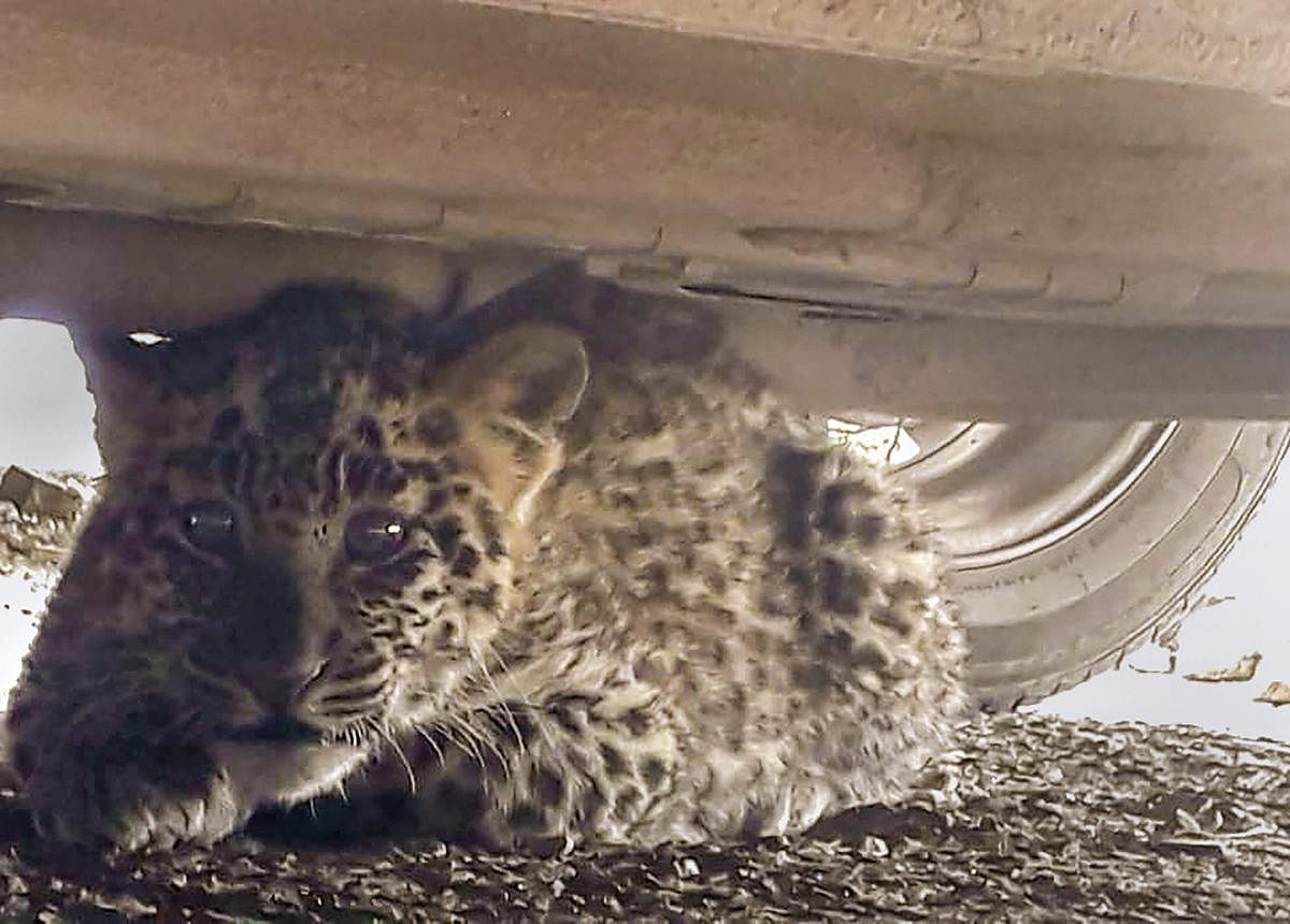 Shimla: A leopard cub hides under a car near district courts complex at Chakkar, in Shimla, Tuesday, Nov.27, 2018. The residents of Shimla were gripped by panic after a leopard cub was sighted near district courts complex at Chakkar on Tuesday morning. The animal was later rescued by forest officials. (PTI Photo)