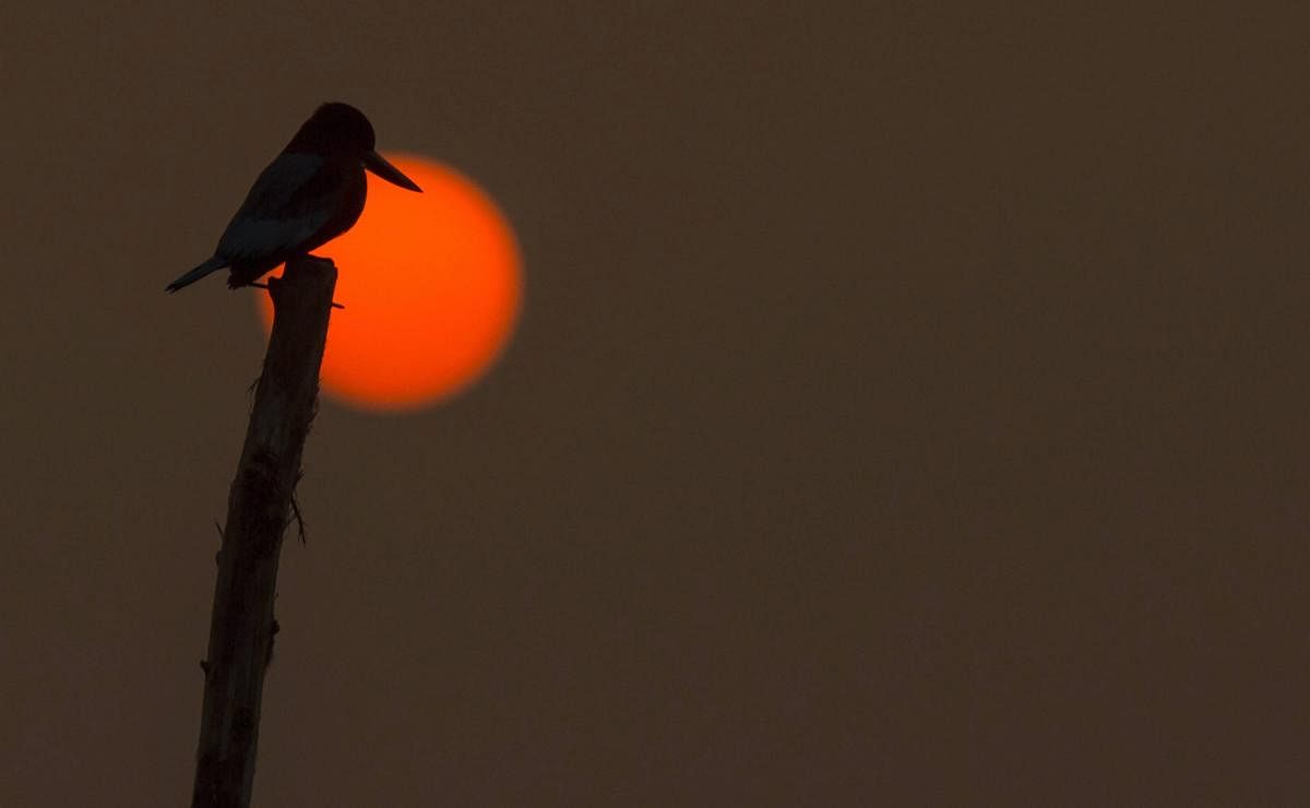 Silhouette of a kingfisher bird as it rests in the backdrop of a setting sun over Dal Lake, in Srinagar, Friday, Nov. 30, 2018. (PTI Photo/S Irfan)