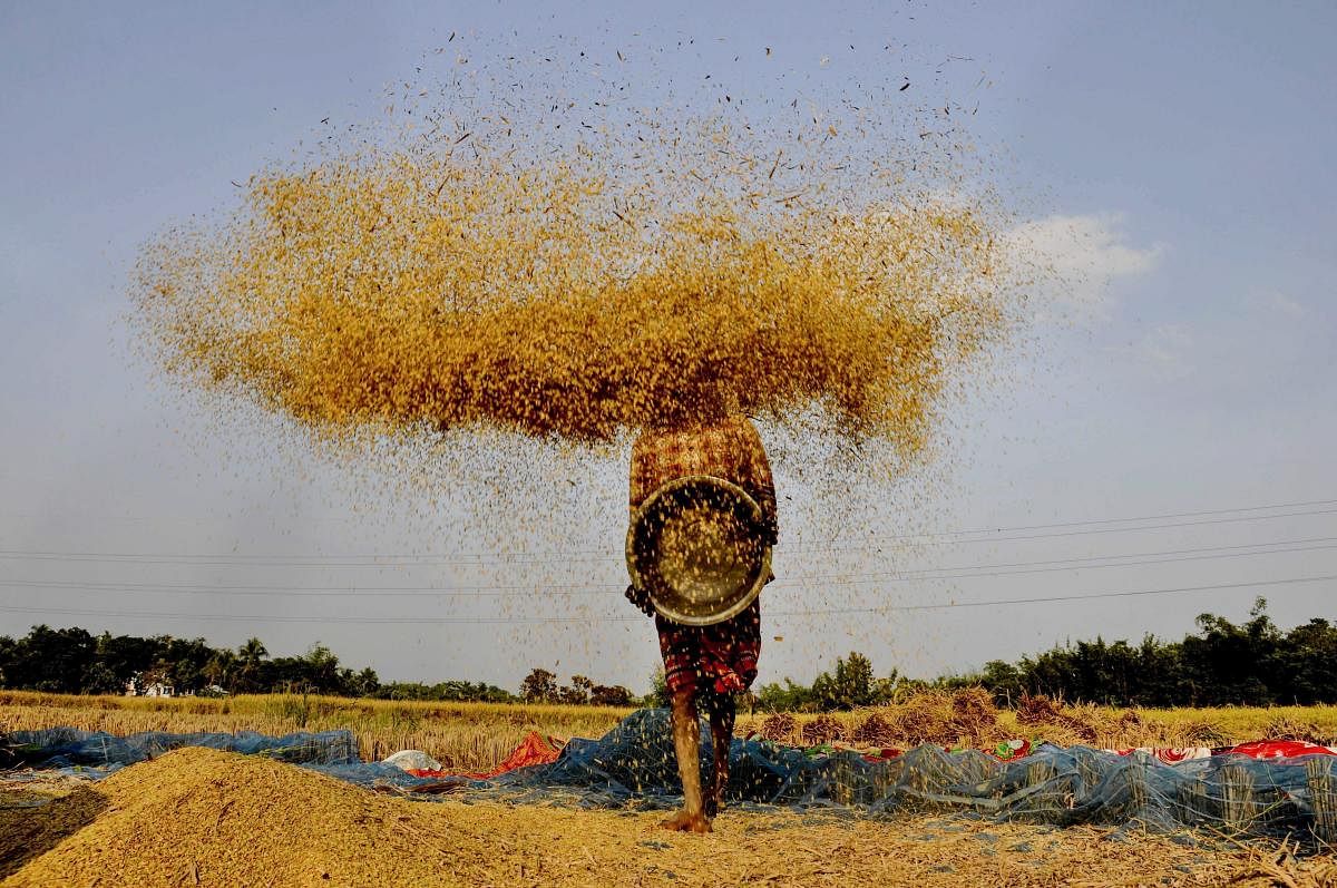 A farmer winnows paddy at a field on the outskirts of Agartala. (PTI Photo)