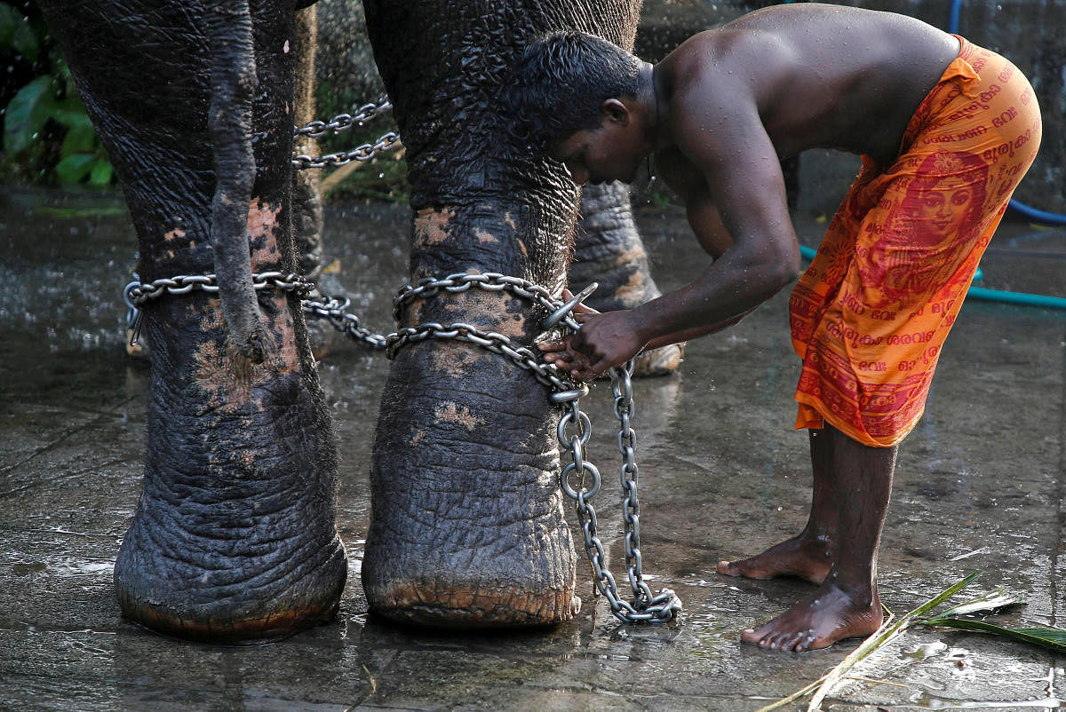 A mahout ties a chain around the legs of his elephant after bathing it during the annual eight-day long Vrischikolsavam festival, which features a colourful procession of decorated elephants along with drum concerts, at Sree Poornathrayeesa temple in Kochi. (Reuters Photo)