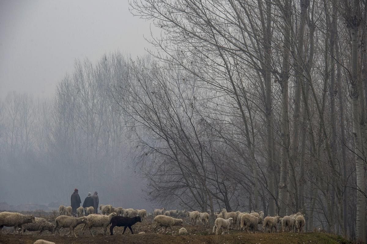 Shepherds herd their sheep in a field on a cold and foggy day in Srinagar. (PTI Photo)