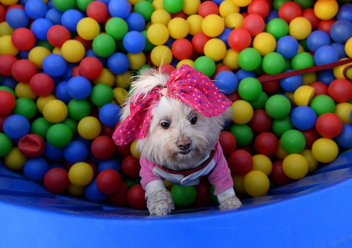 A pet play in is pictured during the 'Pet Fed', a pet festival, in New Delhi on December 16, 2018. - The two-day pet festival ended on December 16 and showcased activities like adoption camps, fashion and security dog shows. (AFP)