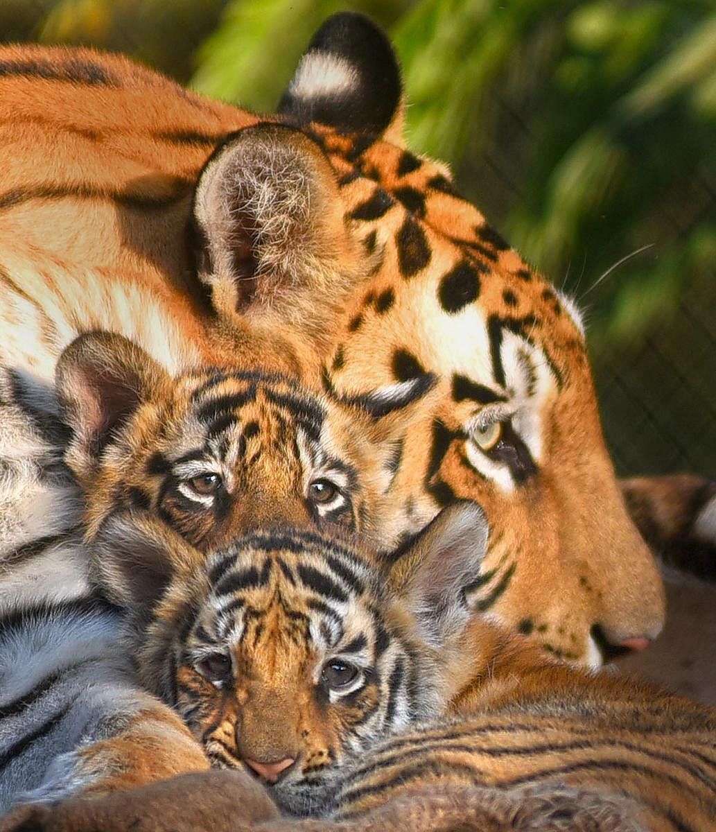 A tigeress rests with newborn cubs at a zoo, in Indore, Wednesday, Dec. 19, 2018. (PTI Photo)