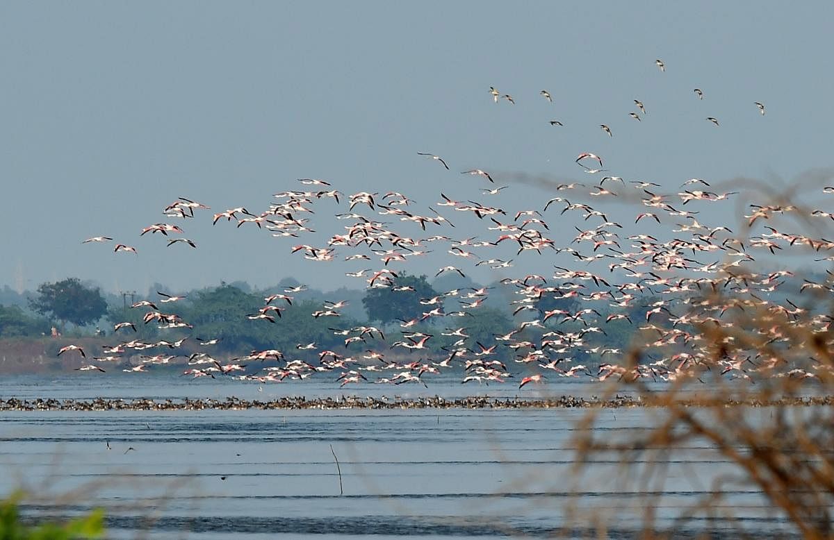 Migratory Flamingos fly above Pulicat Lake near Sriharikota, Wednesday, Dec. 19, 2018. (PTI Photo/R Senthil Kumar)