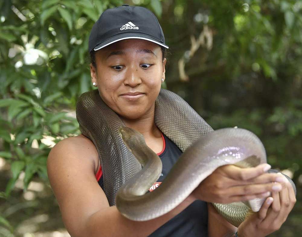 US Open Champion Naomi Osaka of Japan reacts, holding a 274 cm (9ft) long olive python at Lone Pine Koala Sanctuary in Brisbane. Osaka is in Brisbane to play in the Brisbane International tennis tournament which starts on Sunday. AP/PTI Photo