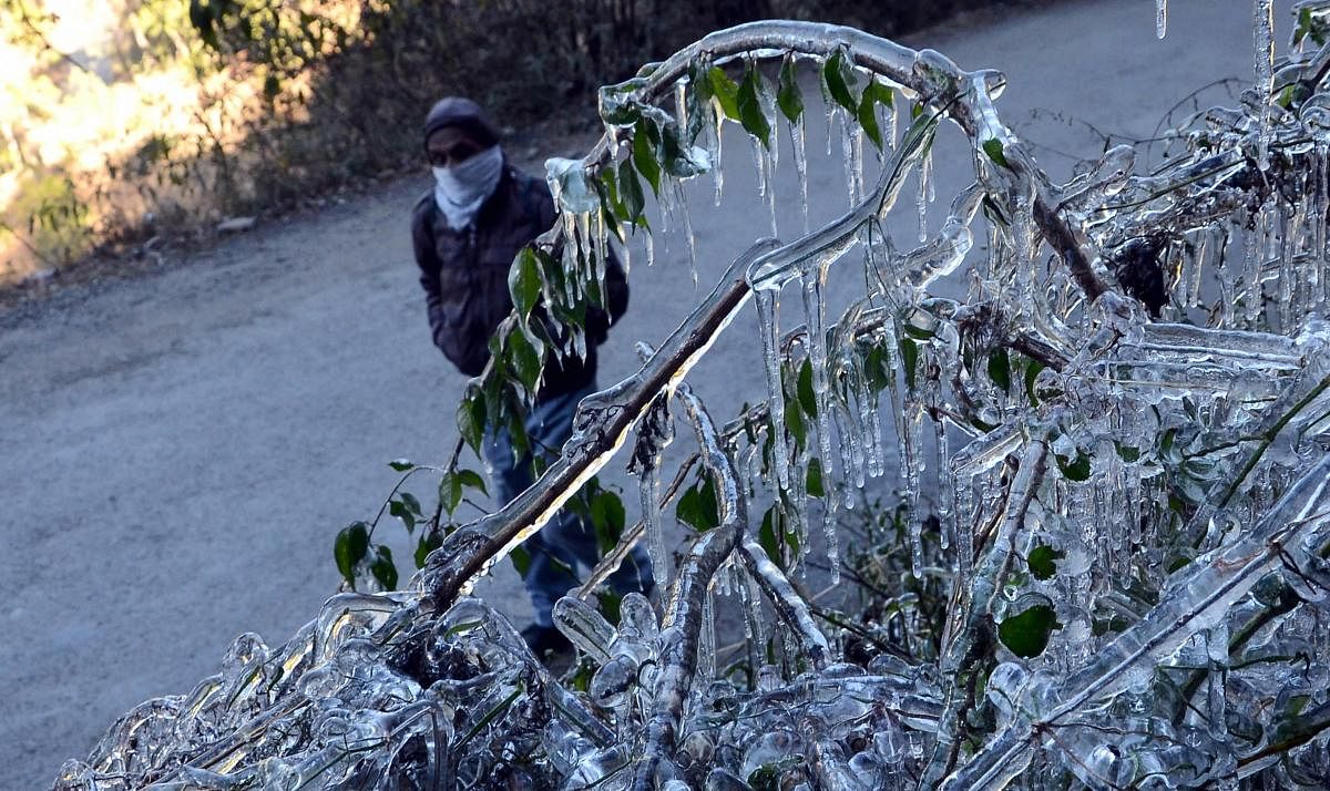 Icicles hang from the bushes, on a cold, winter morning, in Shimla. PTI