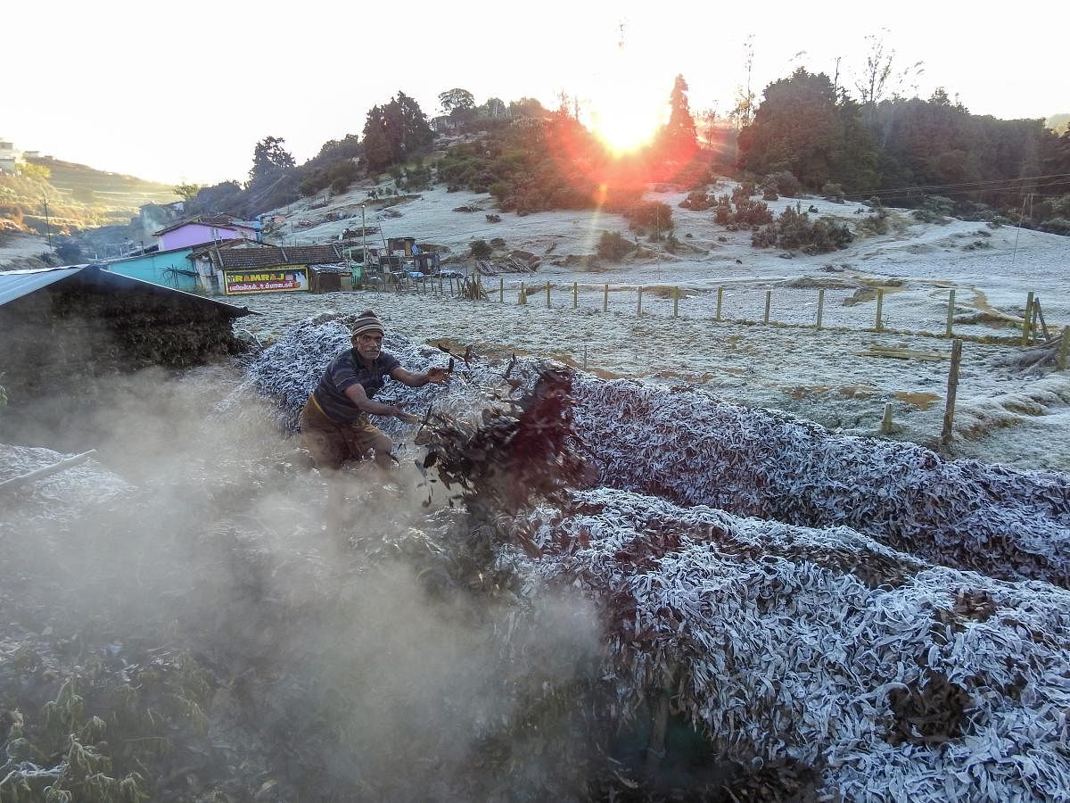 A view of the frost over the plants at a field in Ooty, Tamil Nadu. PTI