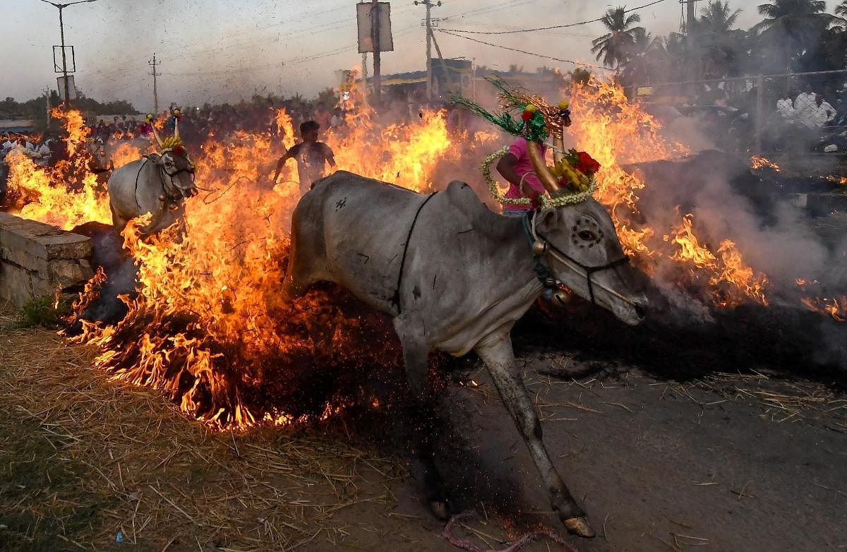 Bulls are made to jump across a blazing wall of fire during annual rituals to exorcise evil, on Makar Sankranti festival, at a village near Mysore. PTI photo