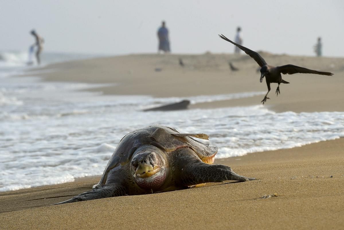 The carcass of an olive ridley turtle that washed ashore along the coast of Bay of Bengal, in Chennai. The dead turtle was among many that were washed ashore, sending shockwaves among the marine conservationists. (PTI Photo/R Senthil Kumar)