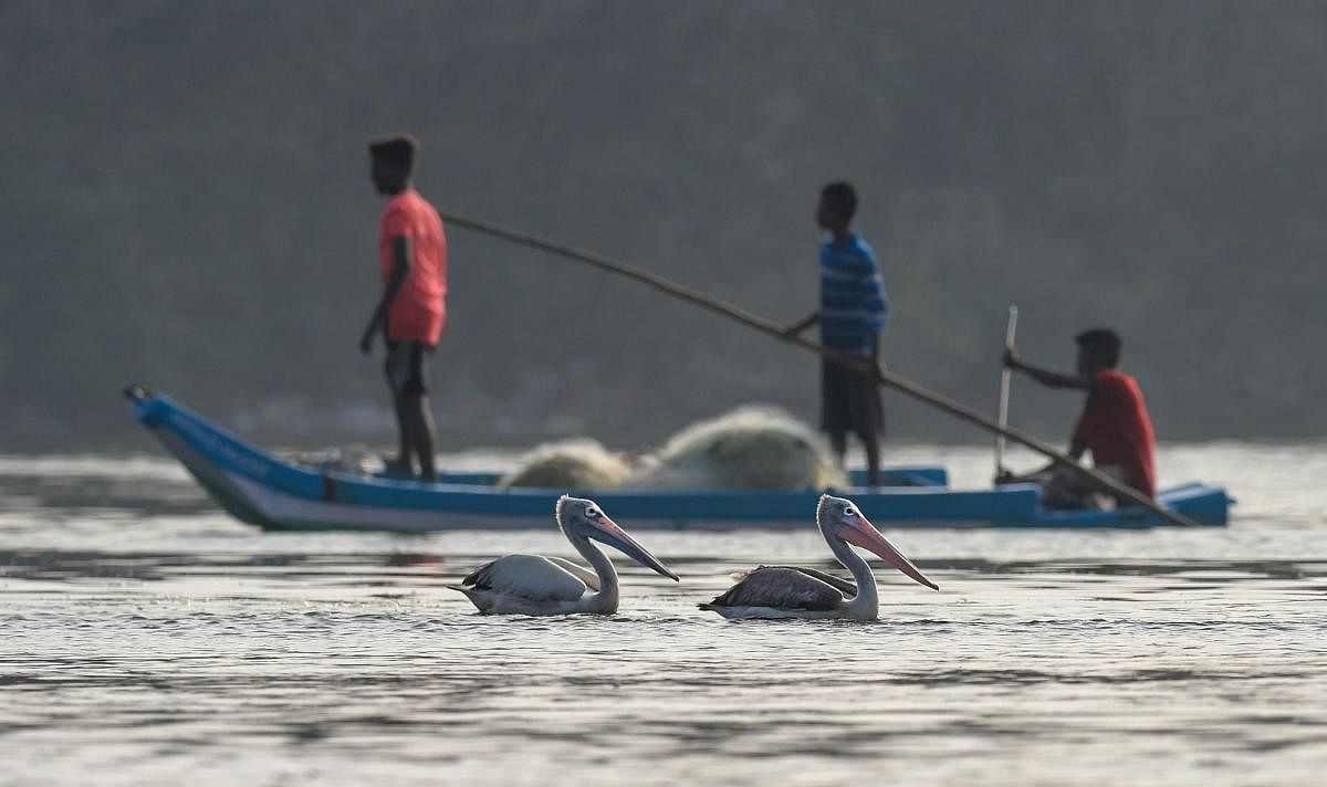 Pelicans seen in the foreground as fishermen collect their fishing nets after day end's work, at Foreshore Estate beach (Pattinapakkam beach), in Chennai. (PTI Photo/R Senthil Kumar)