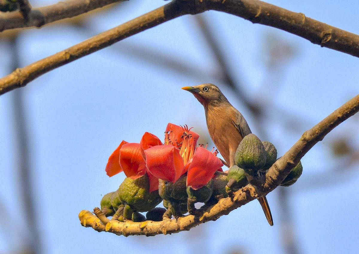 A Chestnut-tailed Starling or Grey-headed Myna visits a Semal flower, in Guwahati. (PTI Photo)