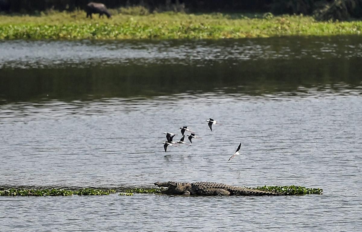 A flock of birds fly over a crocodile basking in the afternoon sun at Powai Lake, in Mumbai. (PTI Photo/Mitesh Bhuvad)