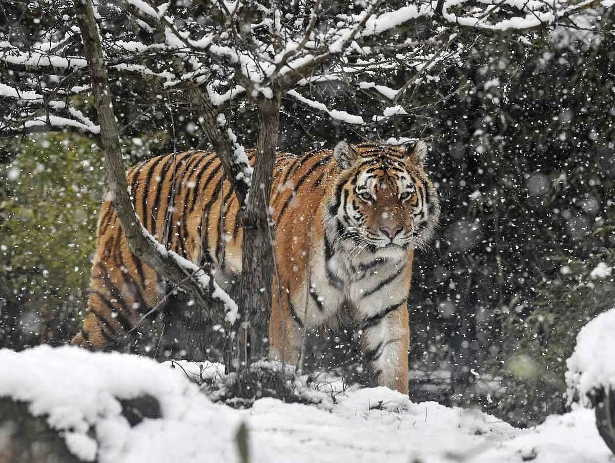 A tiger walks in the snowfall at the zoo in Gelsenkirchen, Germany, Thursday, Jan. 31, 2019. Cold winter weather has captured ever lower regions in Germany. AP/PTI