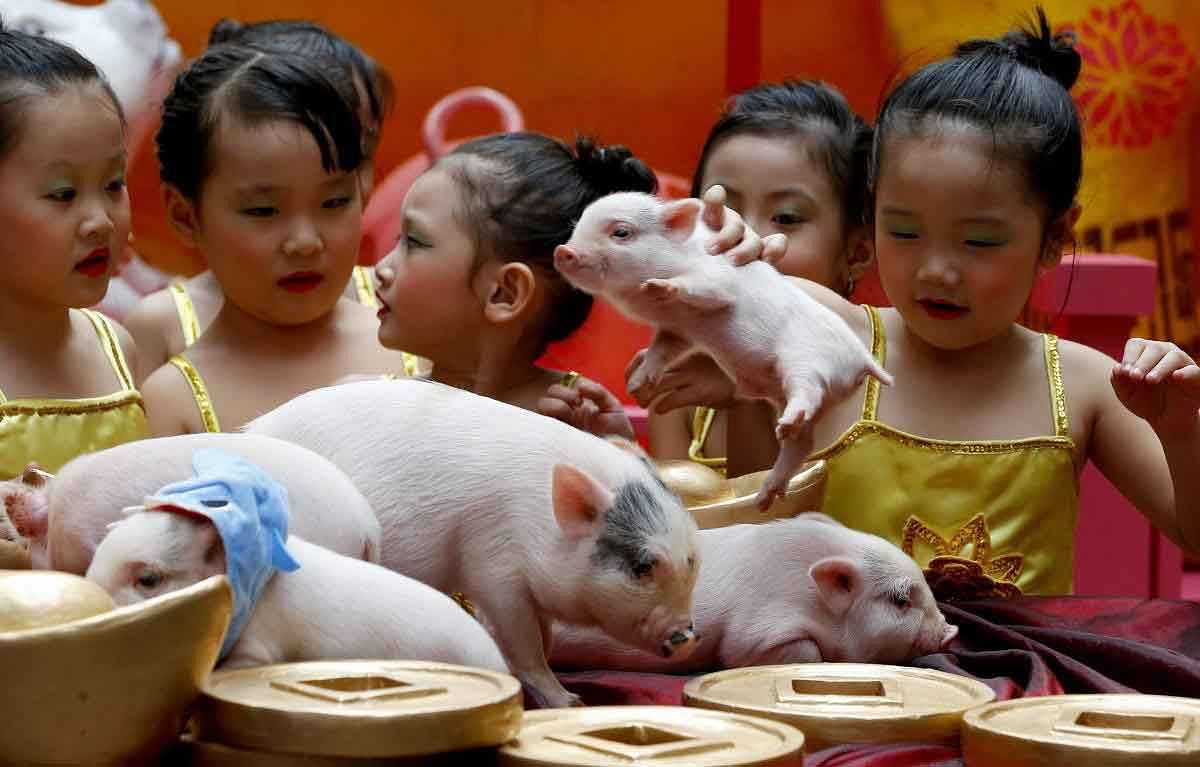Children play with live Teacup pigs, a rare pet in the country, ahead of the Lunar New Year celebrations Friday, Feb. 1, 2019, at Manila's Lucky Chinatown Plaza, Friday, Feb. 2019, in Manila, Philippines. This year is the Year of the Earth Pig in the Chinese Lunar calendar and is supposed to represent abundance, diligence and generosity.AP/PTI