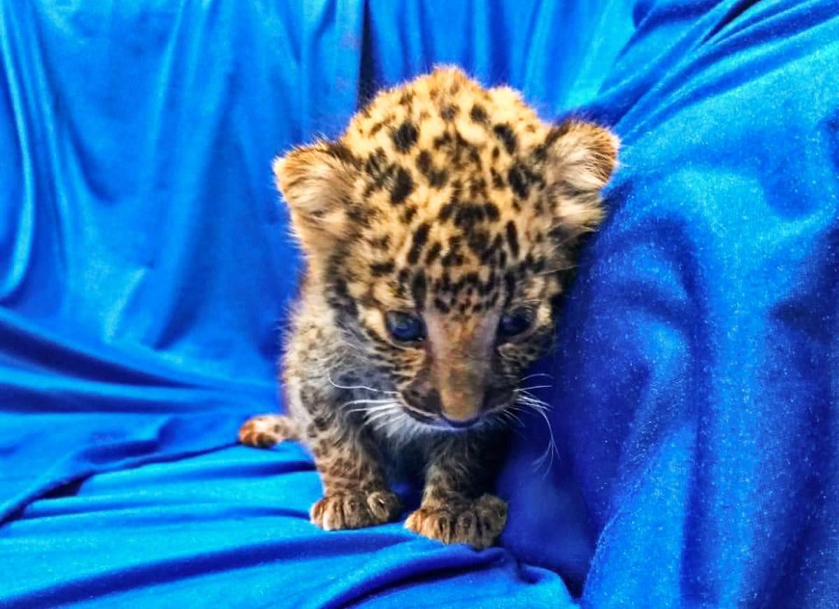 This handout picture released by Customs Chennai International Airport- A leopard cub after it was seized from checked baggage of a passenger travelling from Bangkok, at Chennai International airport on Saturday, Feb 2, 2019. A month-old leopard cub, weighing just over one kilogram (2.4 pounds), was found in a plastic basket hidden inside a bag after the passenger arrived on a Thai Airlines flight to Chennai airport. (PTI Photo)