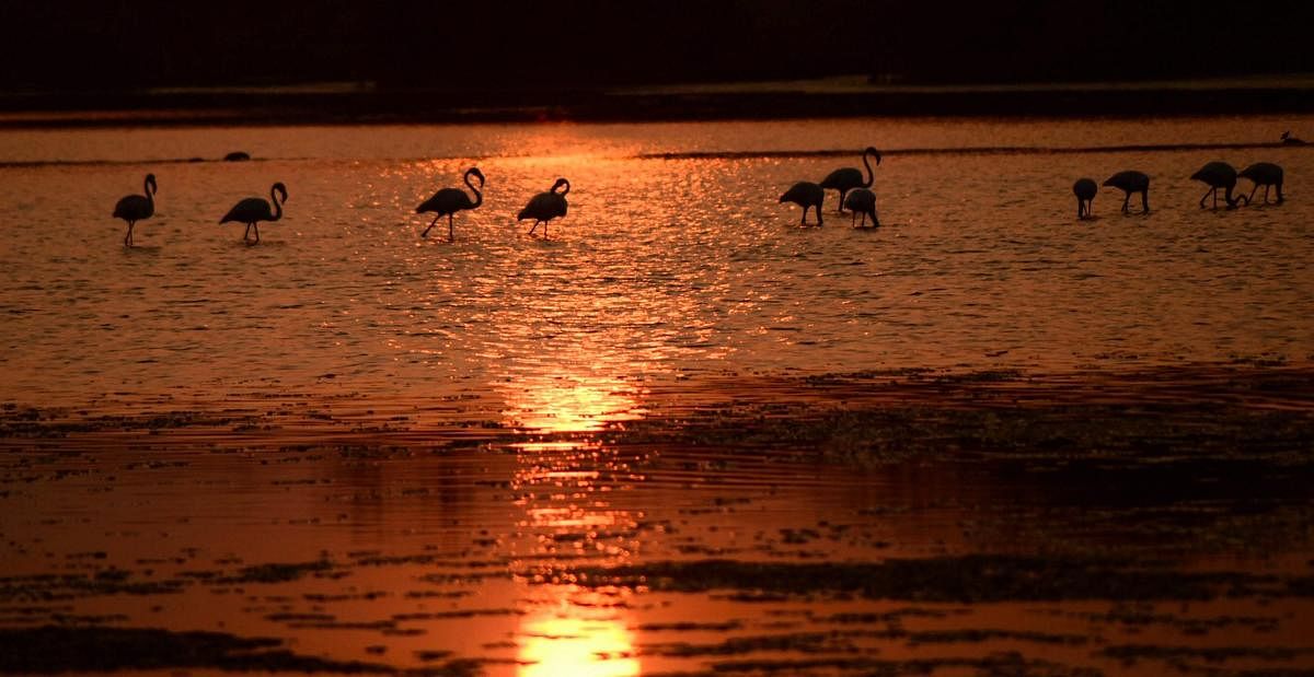 Flamingoes at Talawle Pond near Nerul on World Wetlands Day, in Navi Mumbai, Saturday, Feb 2, 2019. (PTI Photo)