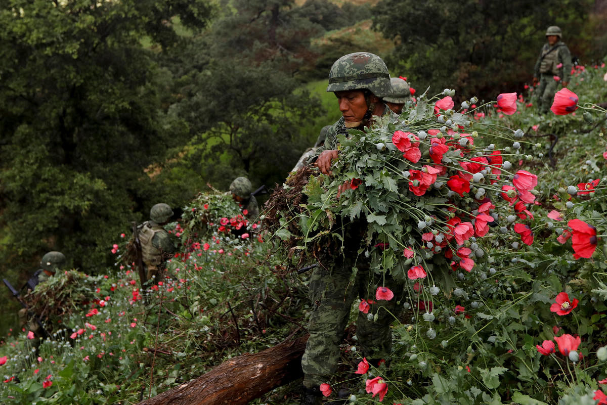 Soldiers cut opium poppies as they destroy a field of illegal plantation in the Sierra Madre del Sur, in the southern state of Guerrero, Mexico, August 25, 2018. REUTERS/Carlos Jasso