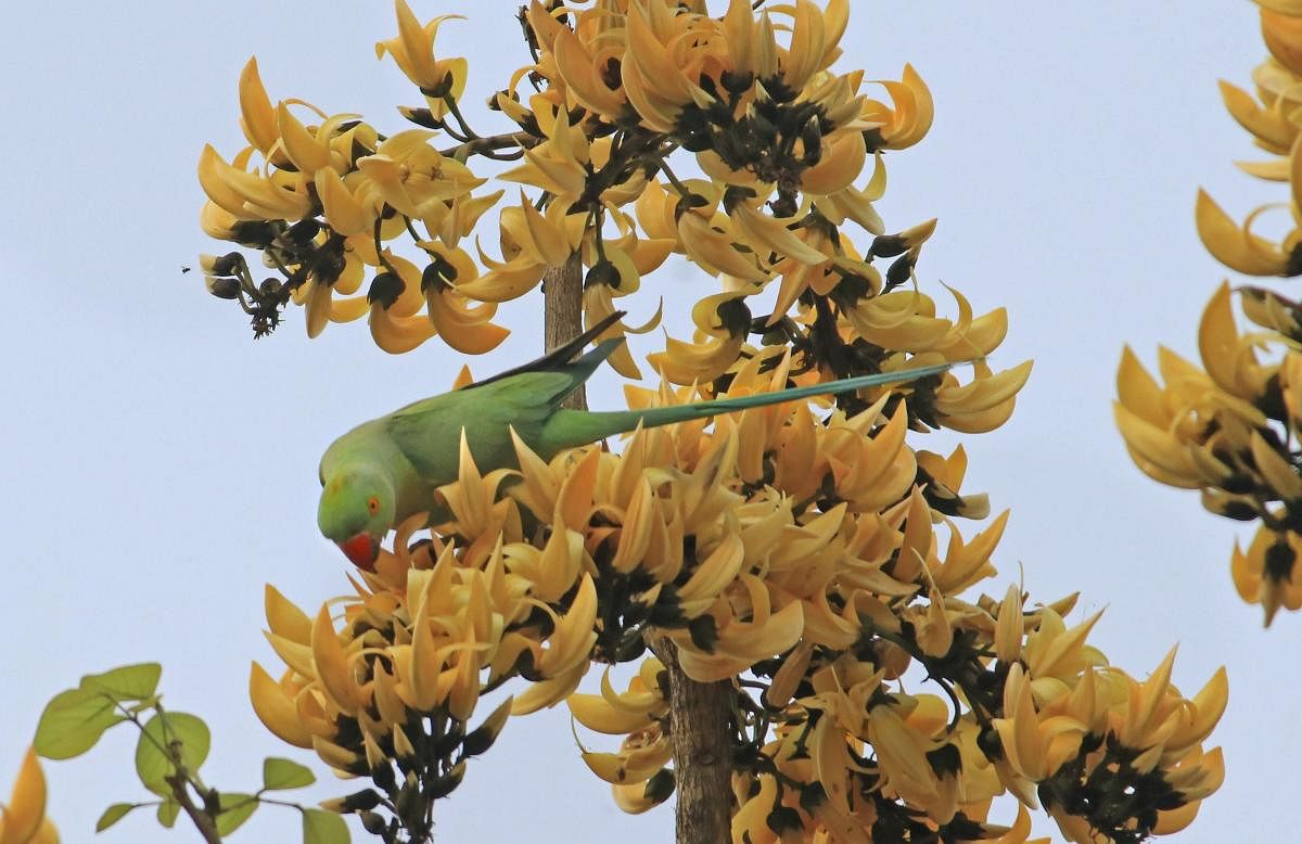 A Parakeet feeds on a Sacred Tree flower at Illambazar in Birbhum district, Wednesday, March 13, 2019. (PTI Photo)