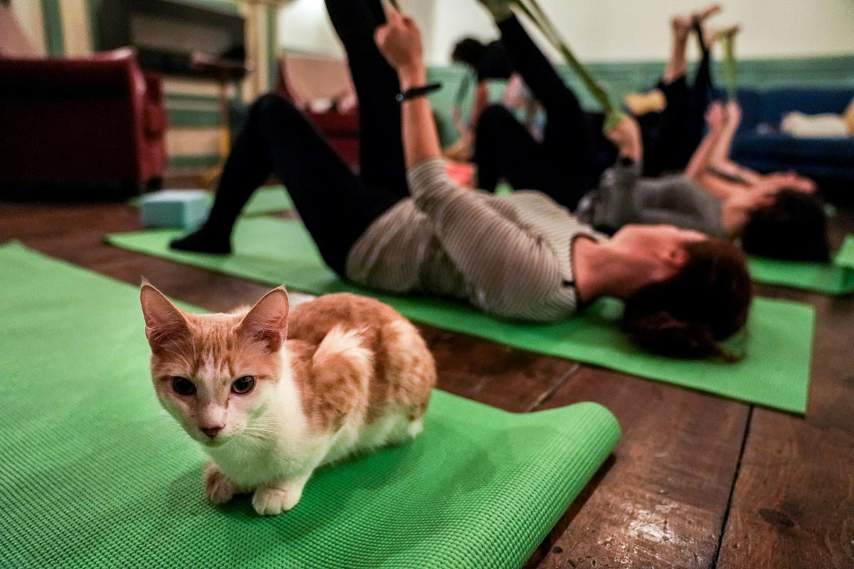 A cat sits on a yoga mat during a cat yoga class at Brooklyn cat cafe in Brooklyn, New York, U.S., March 13, 2019. REUTERS/Jeenah Moon