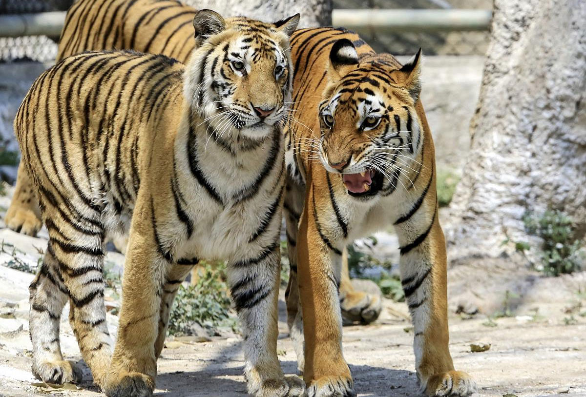 Royal Bengal tigers seen on a hot, sunny day at Tata Steel Zoological Park (TSZP), in Jamshedpur, Friday, March 22, 2019. (PTI Photo)