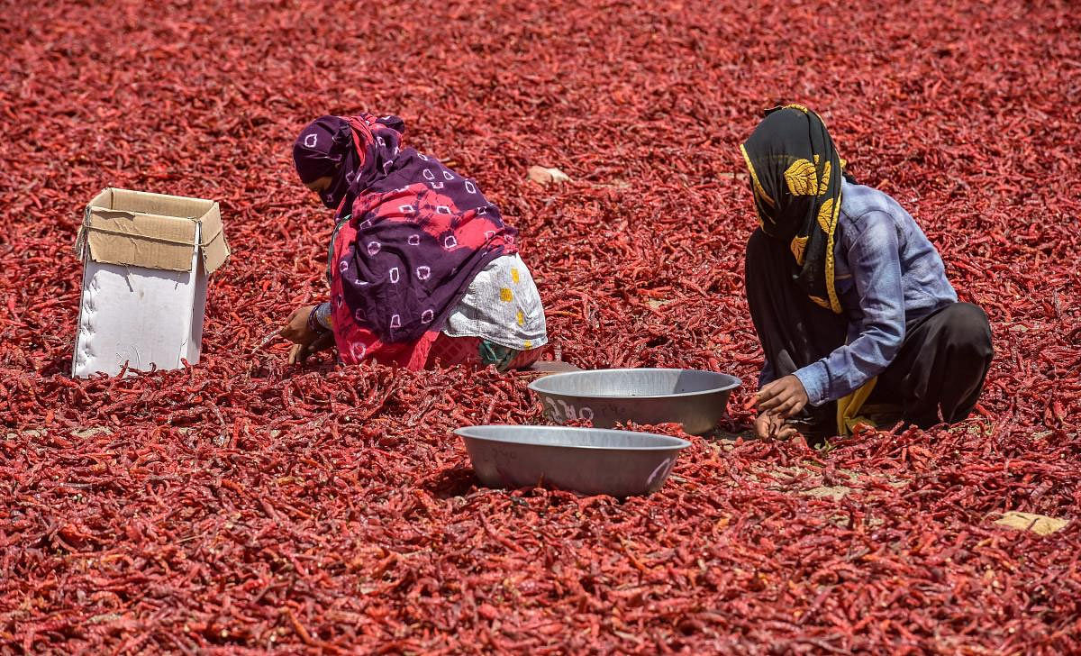 Workers remove stalks from chilli peppers at a farm on the outskirts of Ahmedabad, Saturday, March 23, 2019. (PTI Photo)